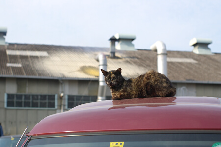 車上猫