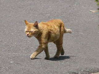 道路の猫