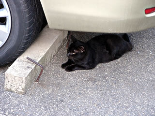 ガレージの猫