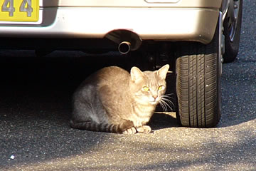 車下猫