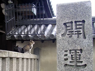 お寺の猫
